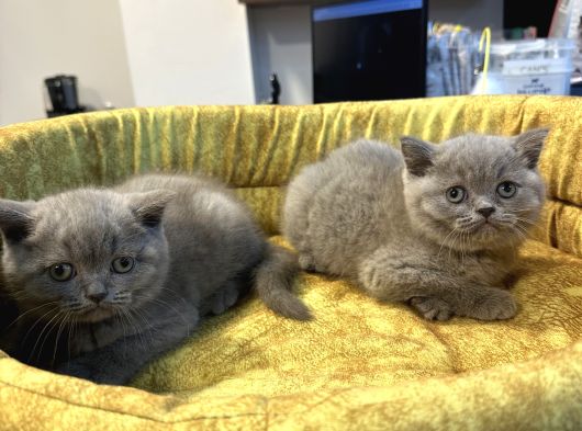 Mükemmel Güzelliktd Uygun British Shorthair Yavrularımız görsel