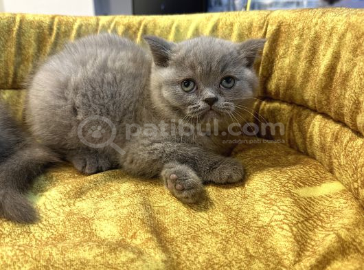 Mükemmel Güzelliktd Uygun British Shorthair Yavrularımız