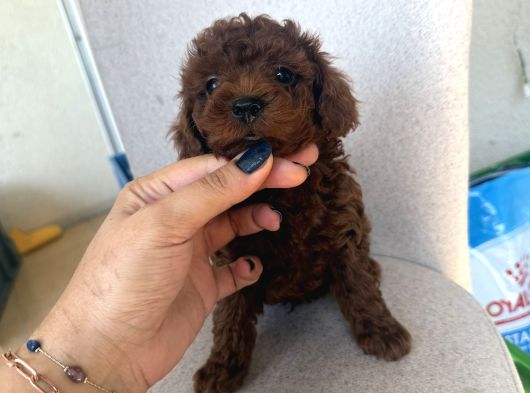 En İyisini isteyene dark Redbrown Kore Teacup poodle