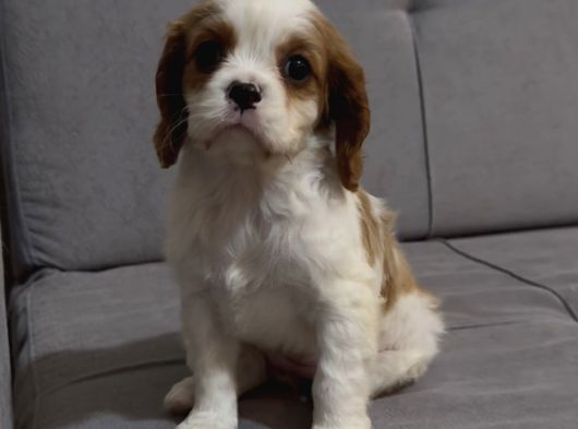 Safkan Küt Burunlu Cavalier King Charles Yavrular görsel