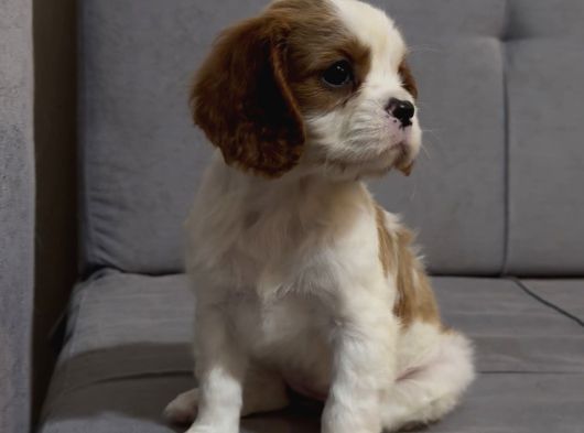 Safkan Küt Burunlu Cavalier King Charles Yavrular görsel