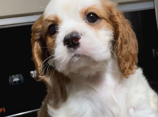 Safkan Küt Burunlu Cavalier King Charles Yavrular