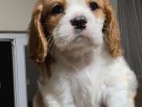Safkan Küt Burunlu Cavalier King Charles Yavrular