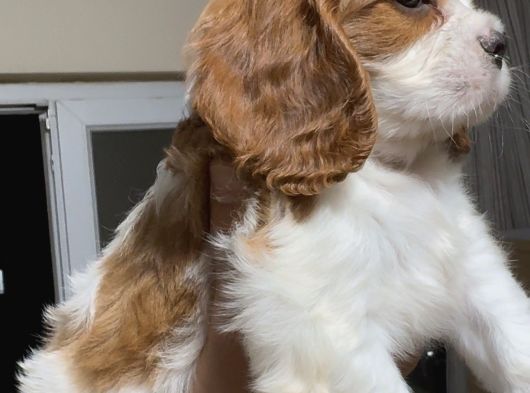 Safkan Küt Burunlu Cavalier King Charles Yavrular görsel
