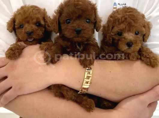 Türki̇yeni̇n En Özel Toy Poodle Yavrulari Ankara