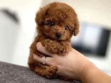 Türki̇yeni̇n En Özel Toy Poodle Yavrulari Ankara