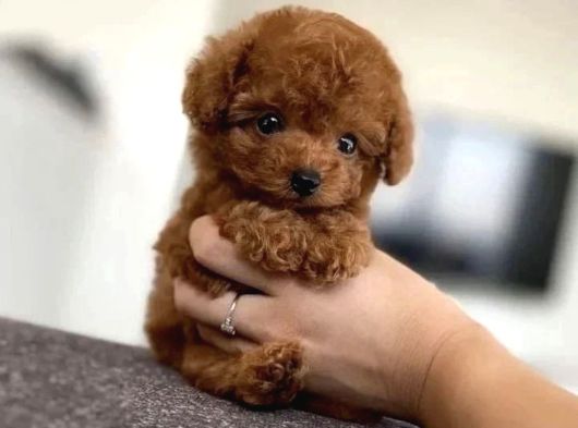 Türki̇yeni̇n En Özel Toy Poodle Yavrulari Ankara görsel