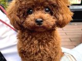 Türki̇yeni̇n En Özel Toy Poodle Yavrulari Ankara