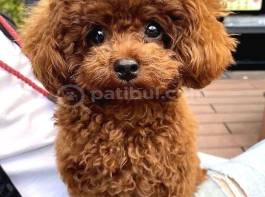 Türki̇yeni̇n En Özel Toy Poodle Yavrulari Ankara görsel