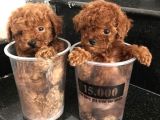 Türki̇yeni̇n En Özel Toy Poodle Yavrulari Ankara