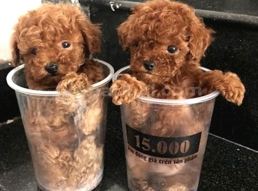 Türki̇yeni̇n En Özel Toy Poodle Yavrulari Ankara görsel