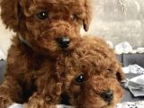 Türki̇yeni̇n En Özel Toy Poodle Yavrulari Ankara