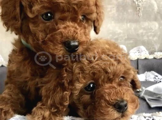 Türki̇yeni̇n En Özel Toy Poodle Yavrulari Ankara görsel
