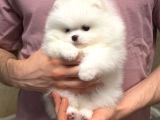 Pomeranian Boo En Kucuk Boy Ayi Surat Yavrular