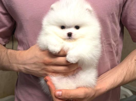 Pomeranian Boo En Kucuk Boy Ayi Surat Yavrular görsel