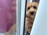 Maltipoo Kızımıza Ömürlük Yuva Arıyoruz