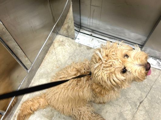 Maltipoo Kızımıza Ömürlük Yuva Arıyoruz görsel