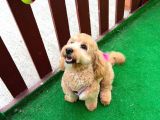 Maltipoo Kızımıza Ömürlük Yuva Arıyoruz