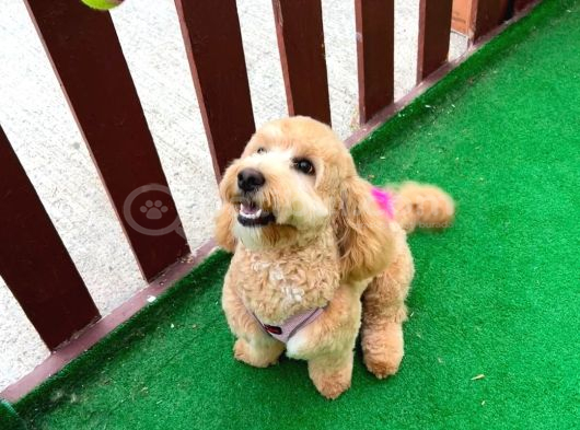 Maltipoo Kızımıza Ömürlük Yuva Arıyoruz görsel