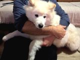 Samoyed