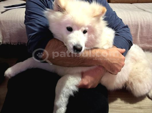 Samoyed