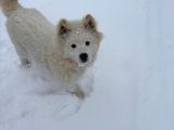 Samoyed
