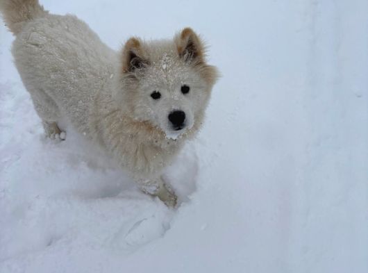 Samoyed görsel