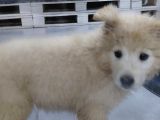 Samoyed