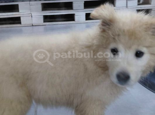 Samoyed görsel