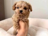 Malti̇poo Ci̇nsi̇ Yavrular Ev Üreti̇mi̇