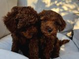 2 Aylık Erkek Tea Cup Toy Poddle Lar