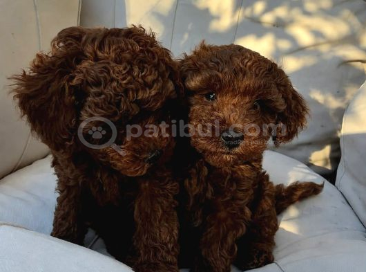 2 Aylık Erkek Tea Cup Toy Poddle Lar