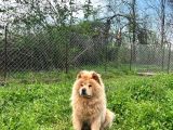 Chow Chow Yavrular
