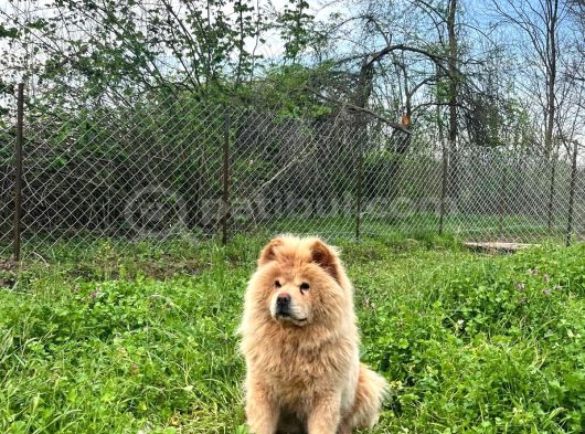 Chow Chow Yavrular görsel