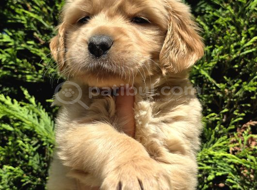 Show Kalite Golden Yavrular