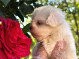 Mini Boy Maltese Terier