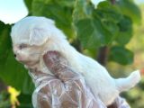 Mini Boy Maltese Terier