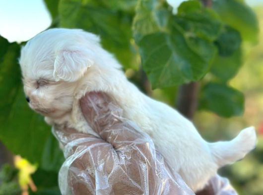 Mini Boy Maltese Terier