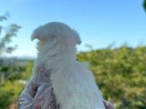 Mini Boy Maltese Terier