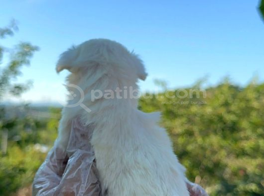 Mini Boy Maltese Terier görsel