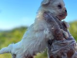 Mini Boy Maltese Terier