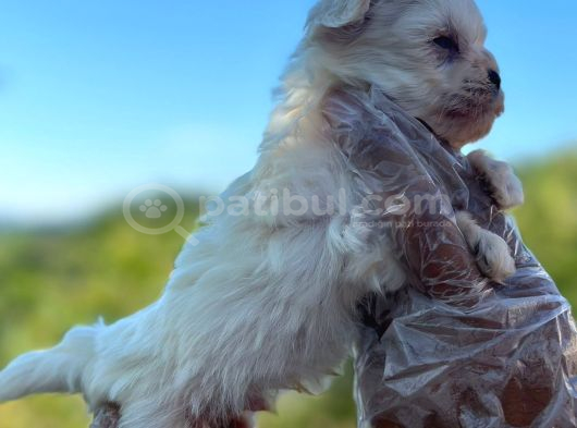 Mini Boy Maltese Terier görsel