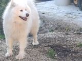 Kartopu Samoyed  Safkan