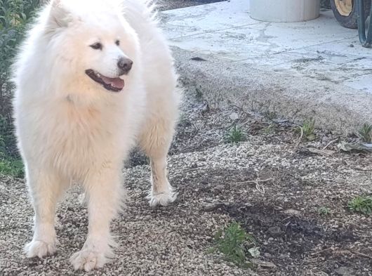 Kartopu Samoyed  Safkan görsel
