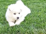 Kartopu Samoyed  Safkan