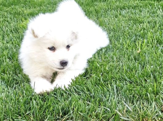Kartopu Samoyed  Safkan