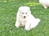 Kartopu Samoyed  Safkan