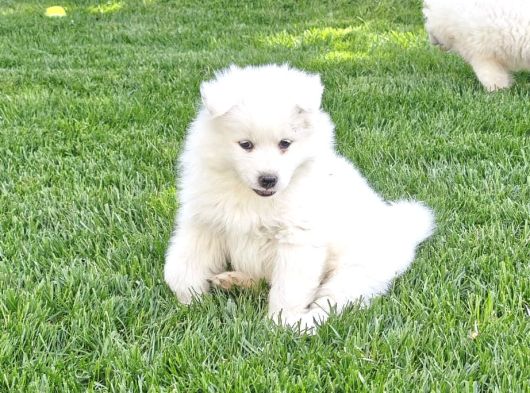 Kartopu Samoyed  Safkan görsel