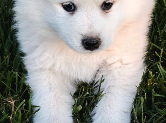 Kartopu Samoyed  Safkan görsel