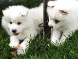 Kartopu Samoyed  Safkan